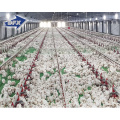 Qingdao modular steel structure full automatic poultry H cage layer chickens building